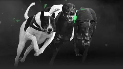 王楚钦亚洲杯乒乓球赛闯入半决赛